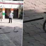 King Cobra Found Inside Police Station in UP’s Jalaun, Watch Video